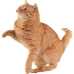 Beautiful Cat